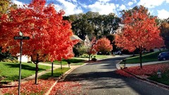 Landscapes leaves Trees street