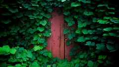 Landscapes leaves vines