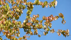 Landscapes leaves water Lightning skies
