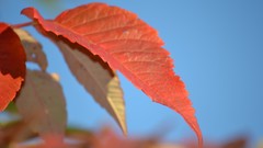 Landscapes leaves water Lightning skies