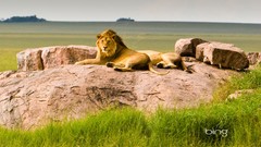Landscapes Lions