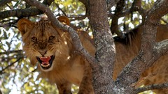 Landscapes Lions national geographic