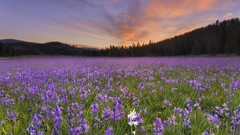 Landscapes meadows California purple flowers