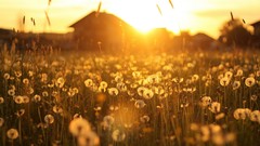 Landscapes meadows dandelions silhouettes sunlight depth of 