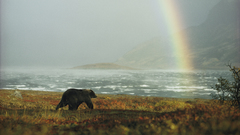 Landscapes meadows rainbows Bears