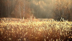 Landscapes meadows sunlight