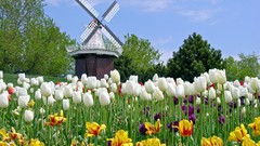 Landscapes Michigan holland festival