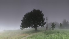 Landscapes mist