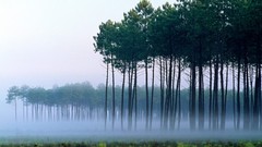 Landscapes mist