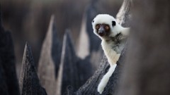 Landscapes monkeys national geographic