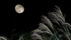 Landscapes moon moonlight