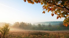 Landscapes morning forests