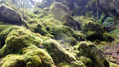 Landscapes moss rocks forests