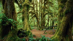 Landscapes moss Washington hall national park forests