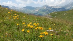 Landscapes Mountains Alps Wildflowers valleys
