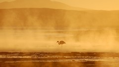 Landscapes Mountains Birds mist sunlight national geographic 