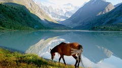 Landscapes Mountains Horses lakes