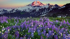 Landscapes Mountains lavender Wildflowers