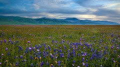 Landscapes Mountains meadows California fields Wildflowers blue 