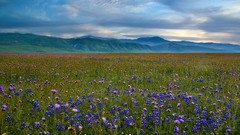 Landscapes Mountains meadows California Wildflowers blue flowers