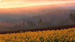 Landscapes Mountains mist sunlight Wildflowers yellow flowers