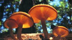 Landscapes mushrooms depth of