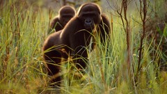 Landscapes national geographic gorillas