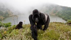 Landscapes national geographic gorillas