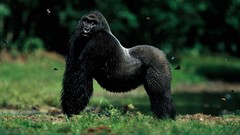 Landscapes national geographic gorillas