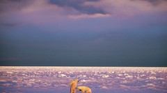 Landscapes national geographic Polar Bears