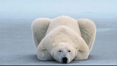 Landscapes national geographic Polar Bears