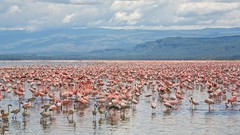 Landscapes national park flamingos Kenya