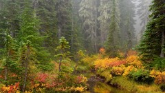 Landscapes national park forests Mount Rainier brook