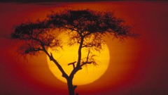 Landscapes nature acacia Kenya