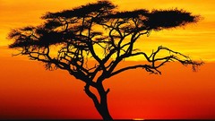 Landscapes nature Africa acacia