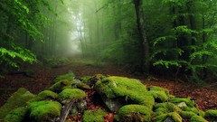 Landscapes nature after forests rainfall