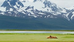 Landscapes nature Alaska national park brown bears