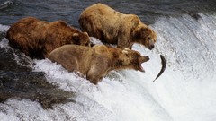 Landscapes nature Alaska salmon national park brown bears 