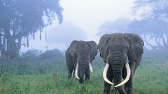 Landscapes nature Animals area elephants african Tanzania