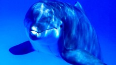 Landscapes nature Animals blue