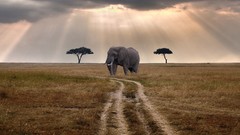 Landscapes nature Animals clouds elephants african