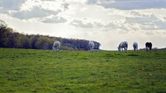 Landscapes nature Animals clouds Horses