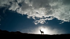 Landscapes nature Animals clouds silhouettes sunlight national 