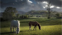Landscapes nature Animals clouds United Kingdom fields wales 