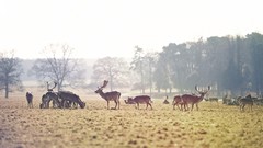 Landscapes nature Animals deer elk fields