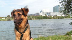 Landscapes nature Animals Dogs