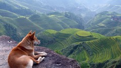 Landscapes nature Animals Dogs