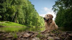 Landscapes nature Animals Dogs