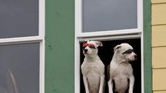 Landscapes nature Animals Dogs Alaska window funny sunglasses