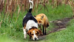 Landscapes nature Animals Dogs foxes